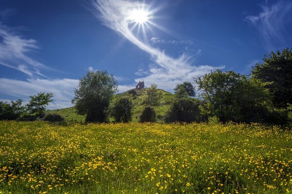 Die Natur. bäume, Butterblumen, Blumen, Hügel. die Schönheit