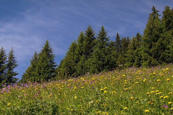 Schöne Wiesen in der Schweiz Blumen und Bäume