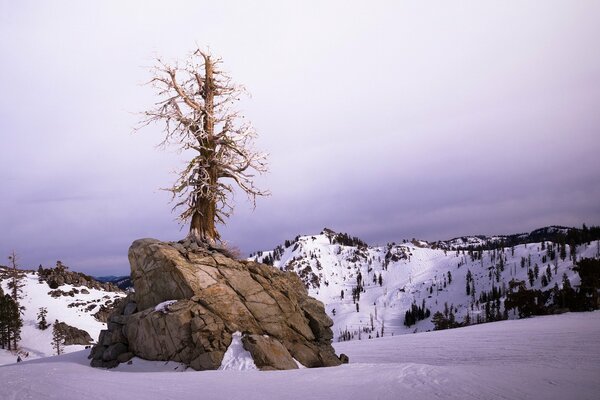 Hiver arbre paysage ciel