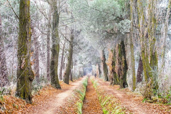 Alberi in brina e strada nel fogliame dorato