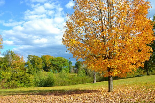 Albero autunnale con foglie gialle