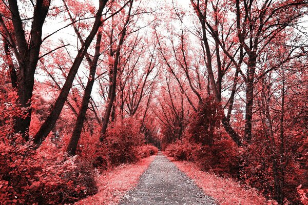 A long path through the red forest