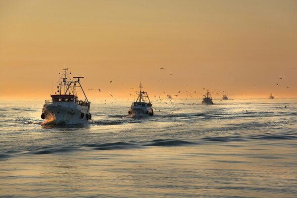 Beau coucher de soleil parmi les navires et les oiseaux