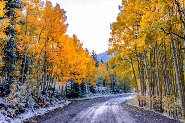 Tiempo de otoño. hermosos árboles