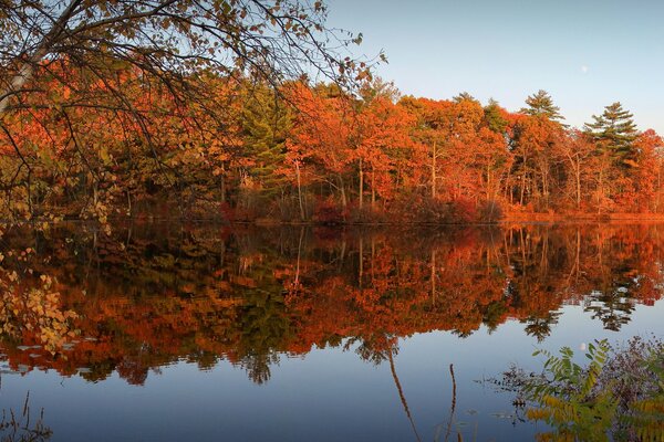 Herbstlicher Wald mit purpurrotem Laub am See