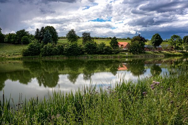 Erba e alberi vicino allo stagno