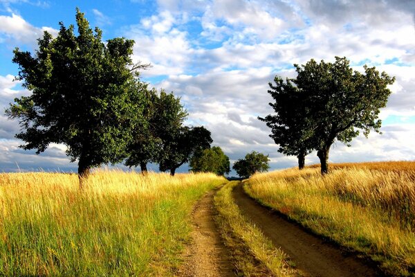 A road in a field with trees landscape