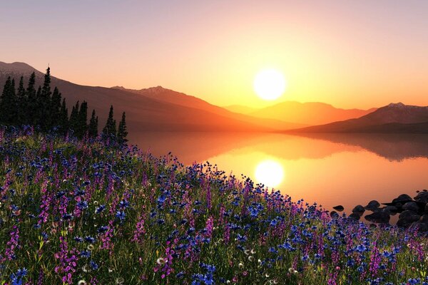 Eine Wiese mit schönen Blumen vor dem Hintergrund des Sonnenuntergangs