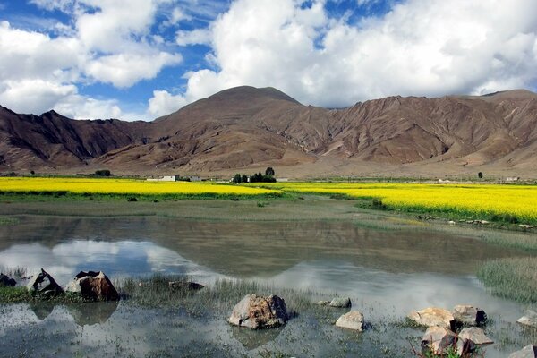 Beau paysage. Prairie jaune. Ciel lumineux