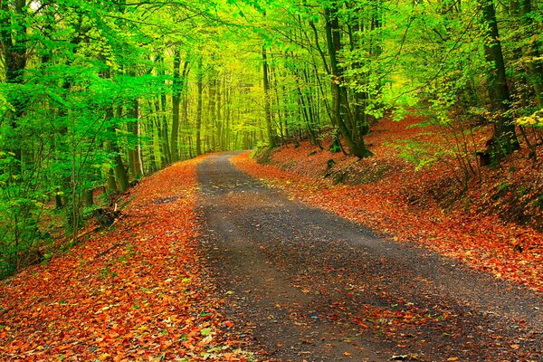 Strada autunno foresta alberi