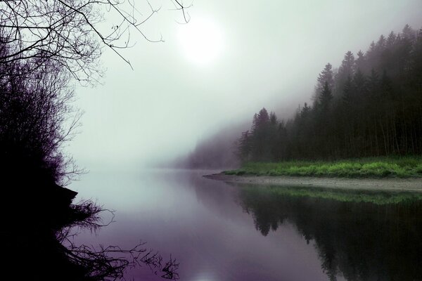 Misty forest reflected in the lake