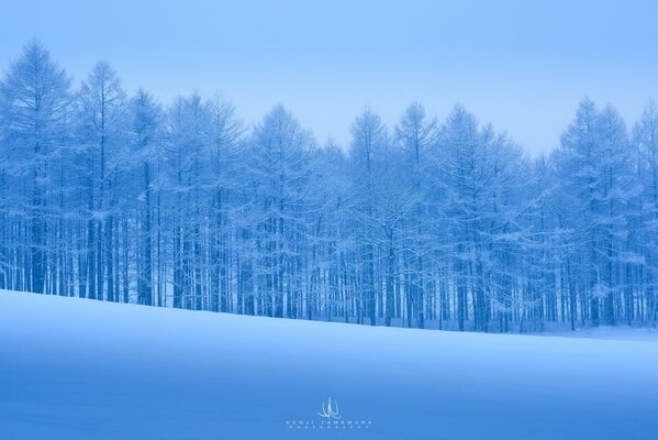 Ruhiger Winterschneewald