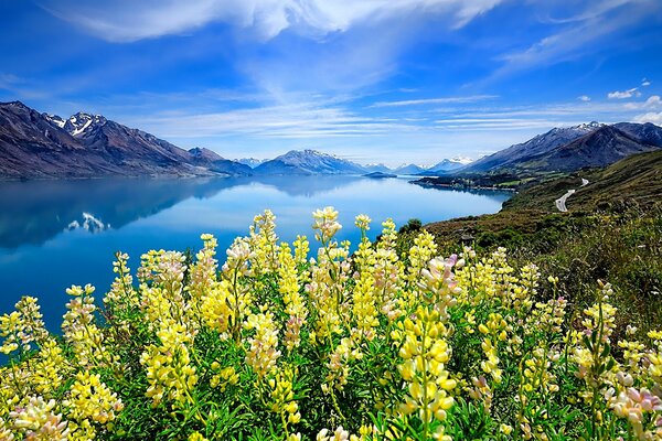 Montañas alrededor del lago, flores en primer plano