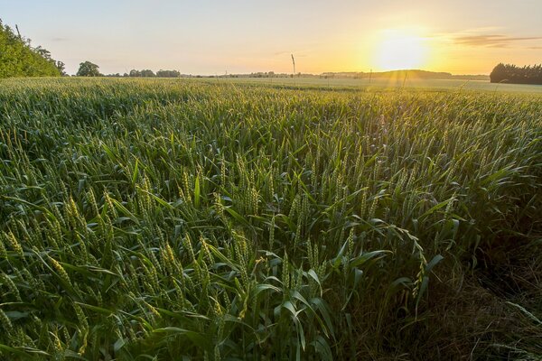 Tramonto sul campo