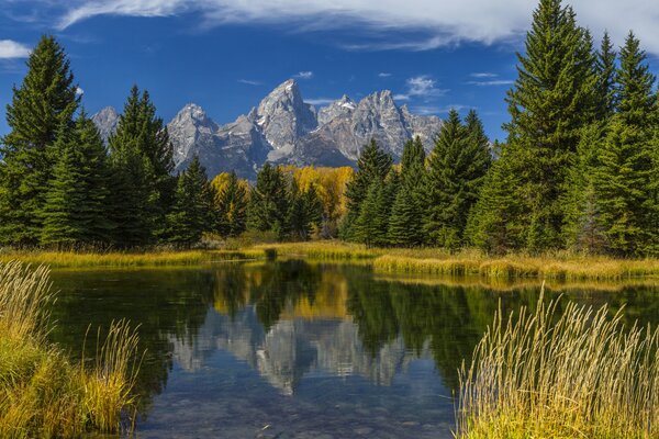 Dans le lac, le reflet des arbres