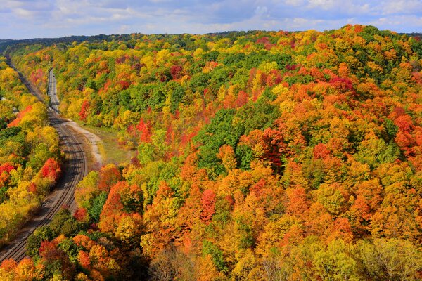 Un vasto bosque multicolor con un camino