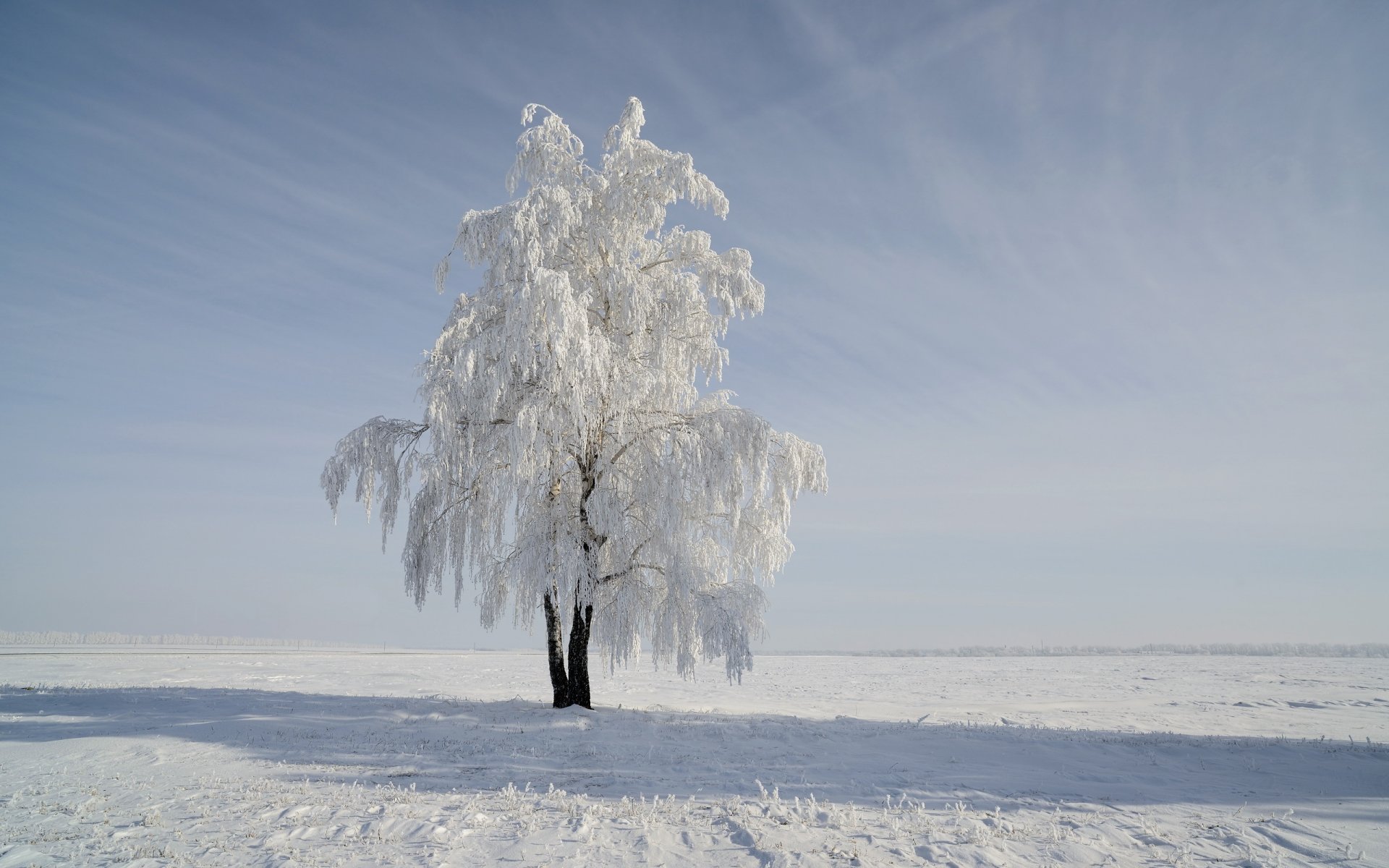 champ arbre neige hiver