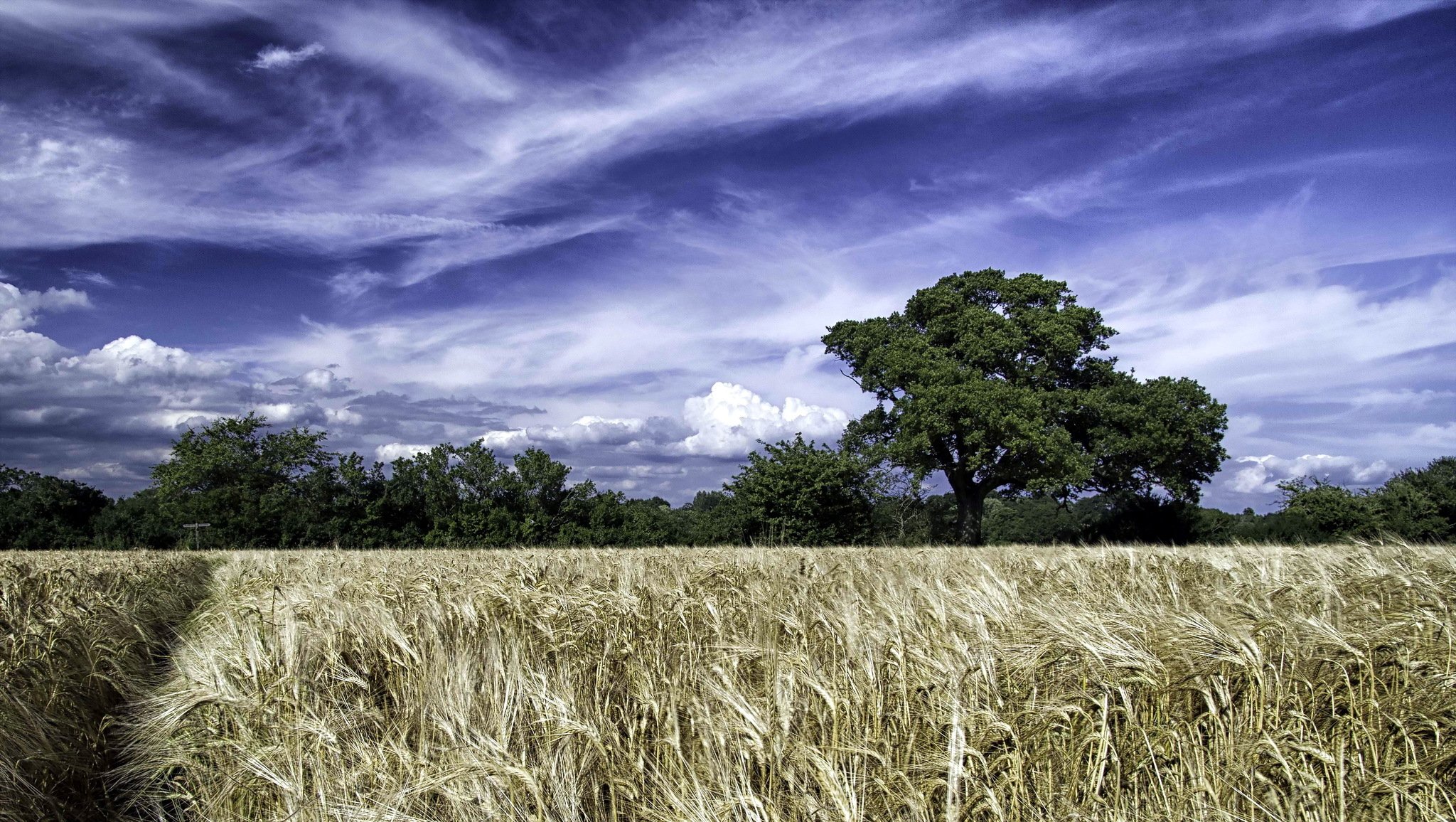 feld sommer landschaft