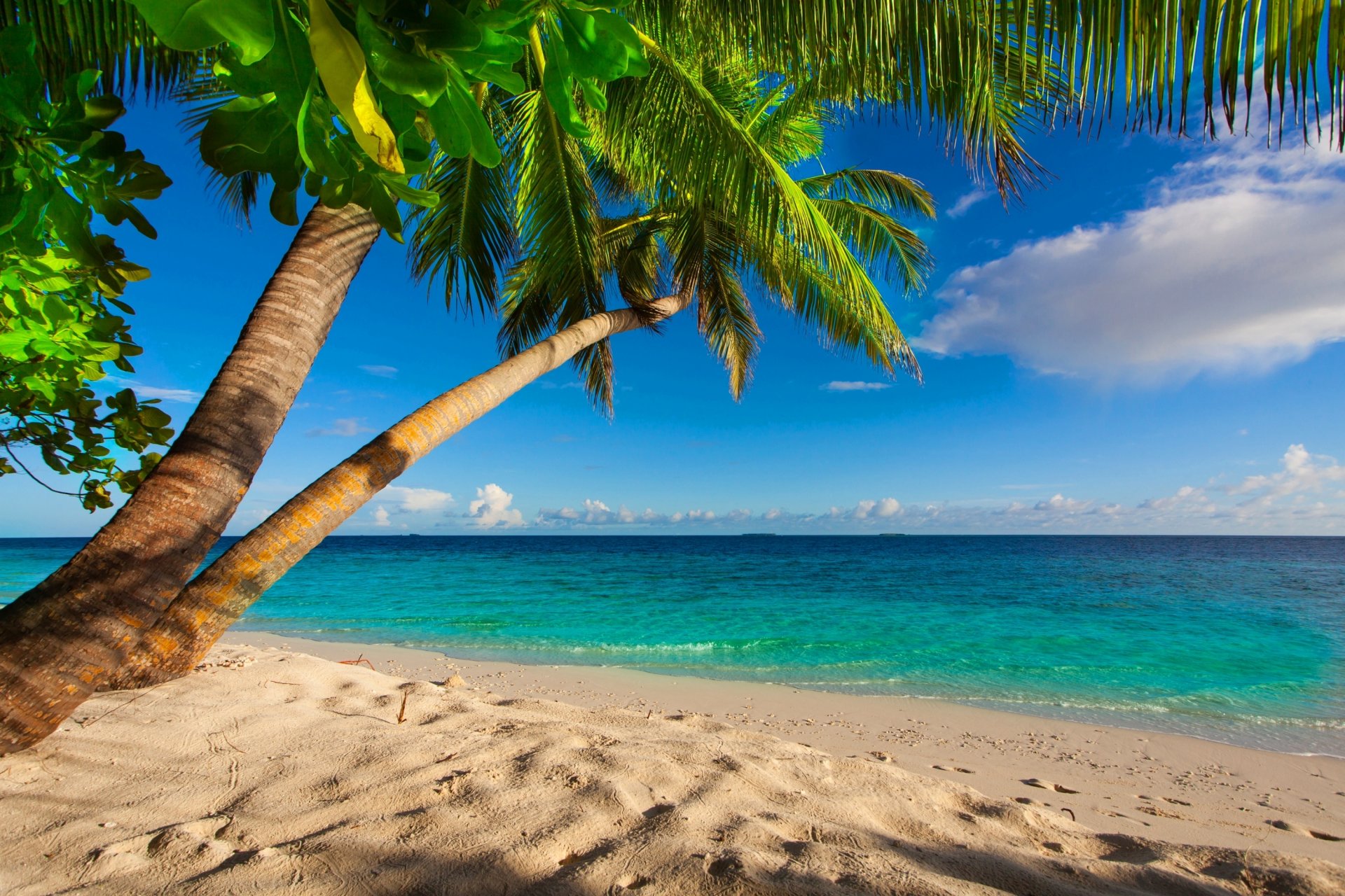 oceano spiaggia peosque palme cielo nuvole