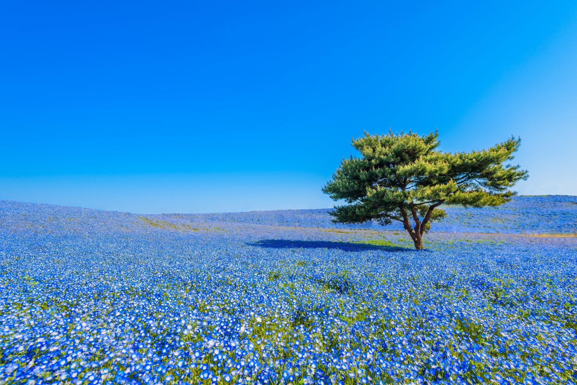 hitachi seaside park hitachinaka japon hitachi national seaside park hitatinaka prairie fleurs nemophila arbre