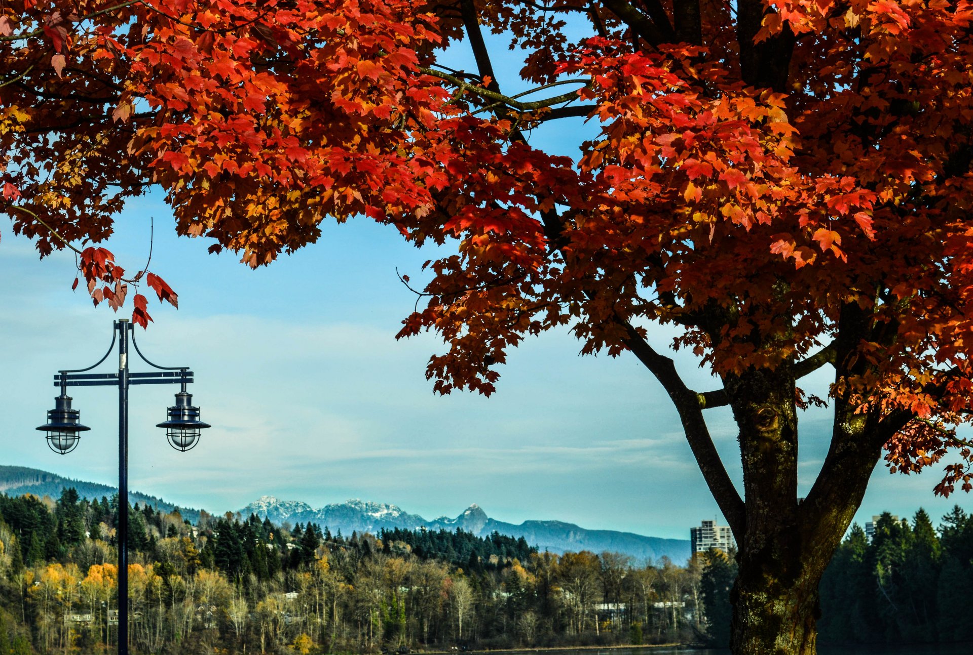 natur herbst baum laternen