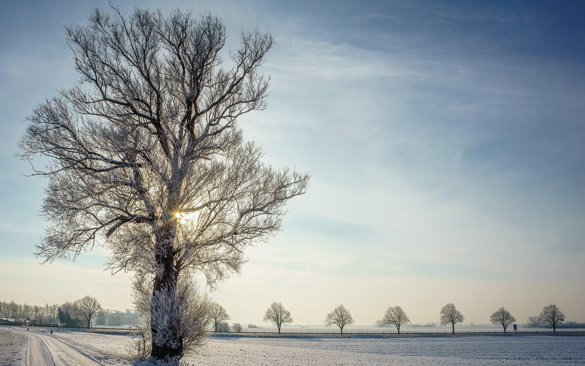 winter road tree