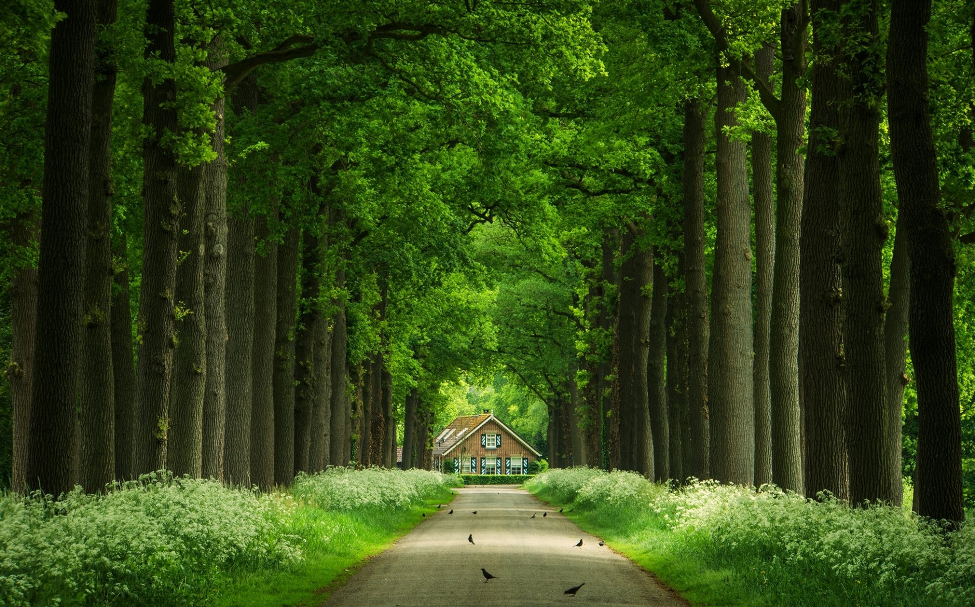 bäume gasse haus stämme straße vögel