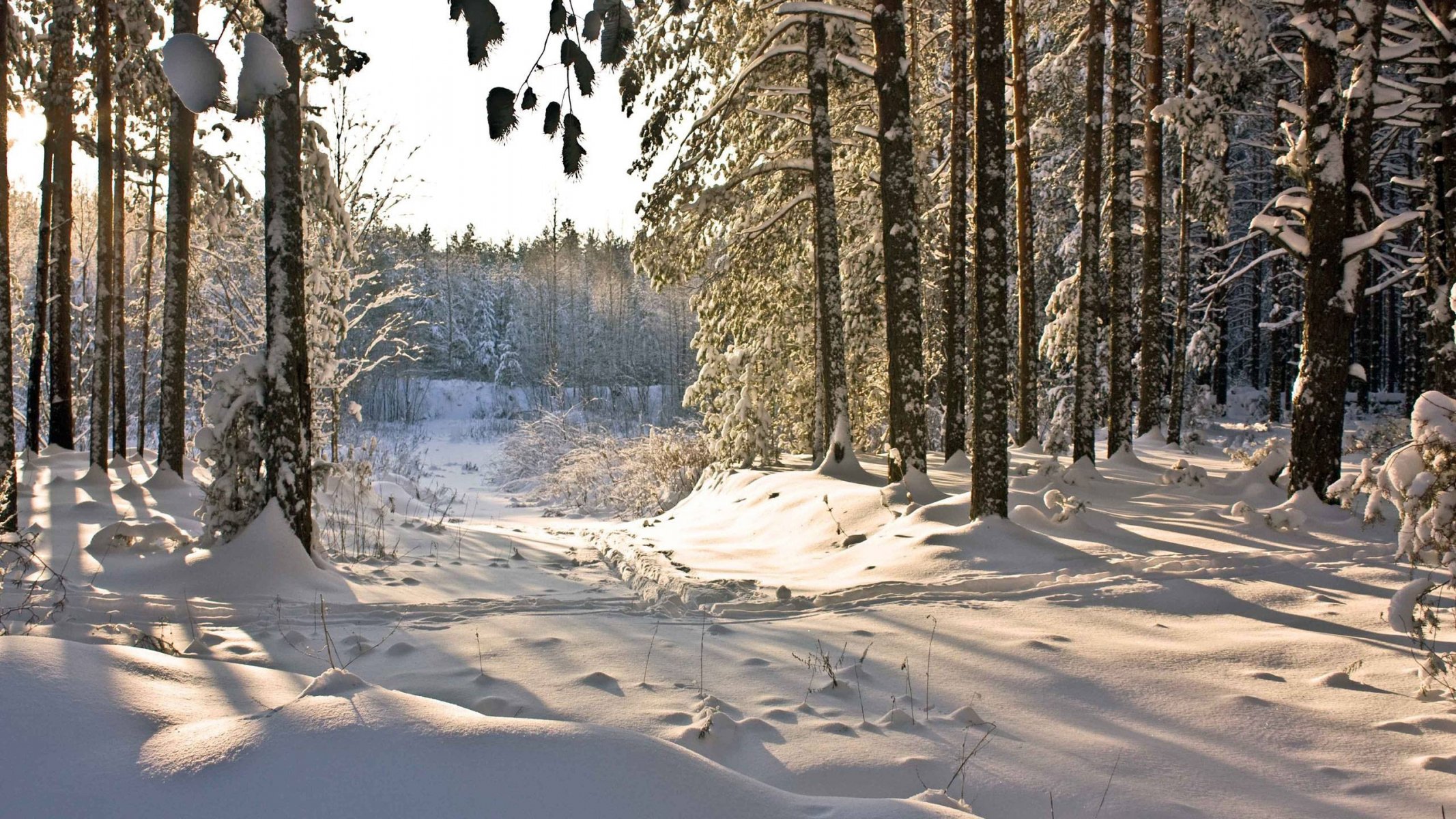 hiver forêt arbres neige sentier