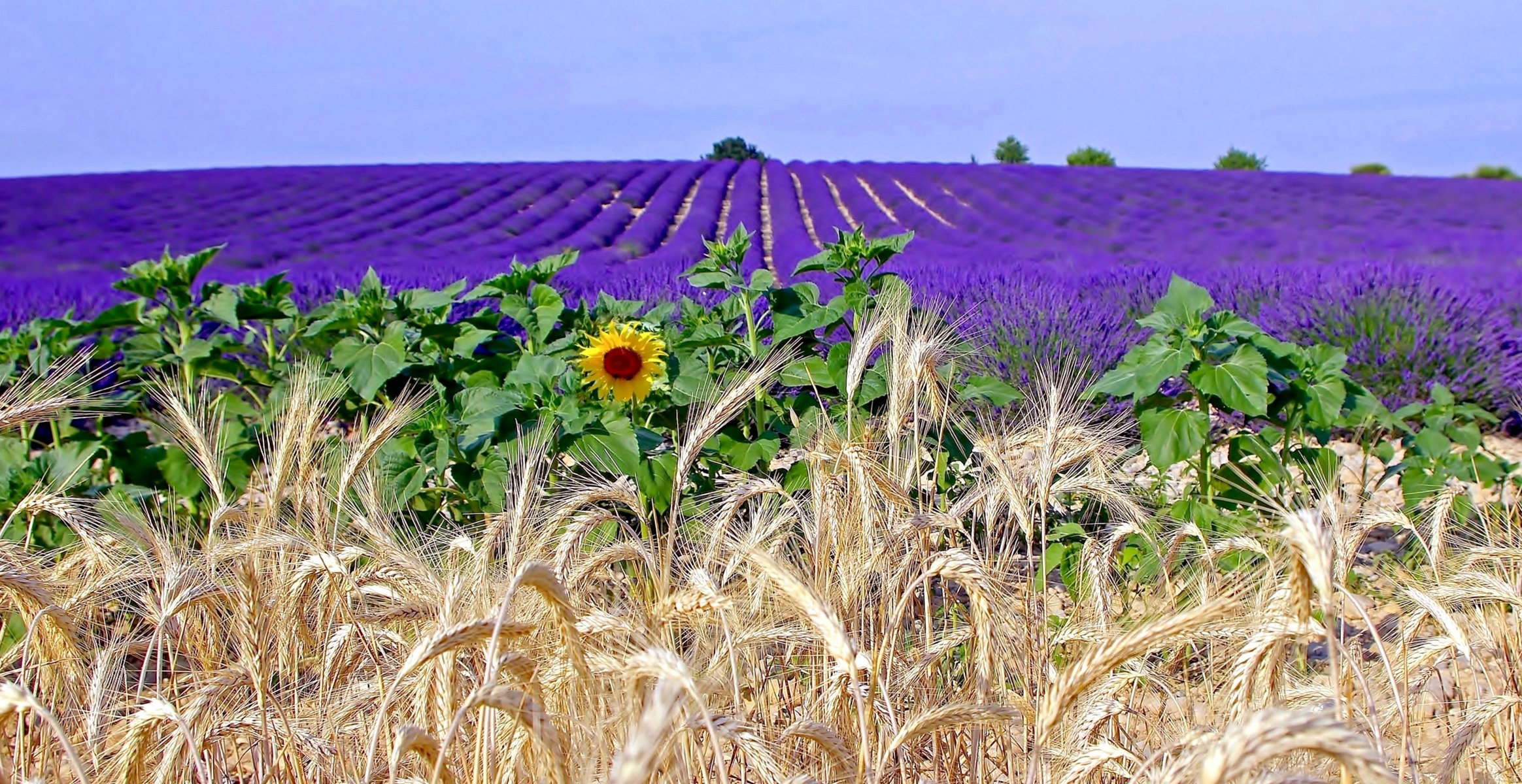 campo plantación flores lavanda espigas girasol provenza francia