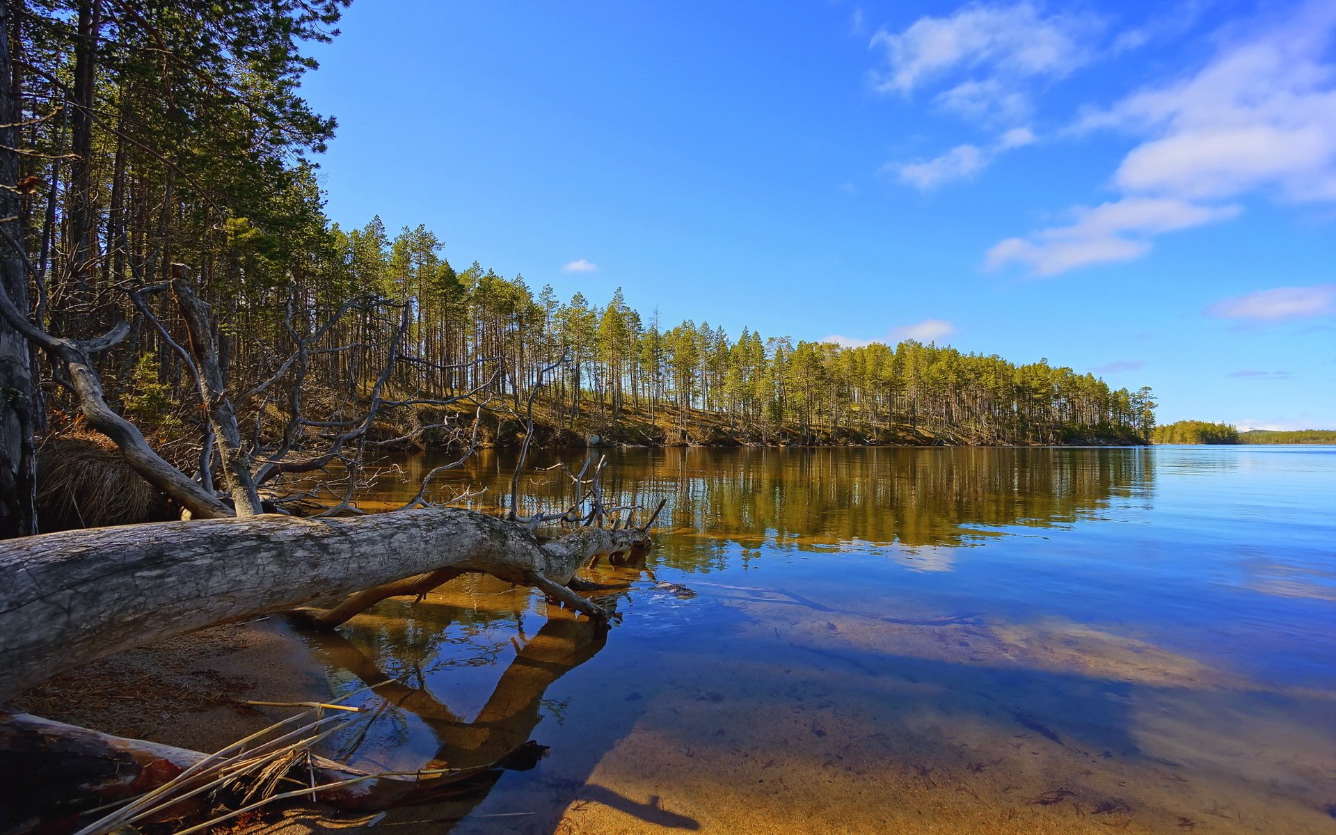 lac arbre paysage