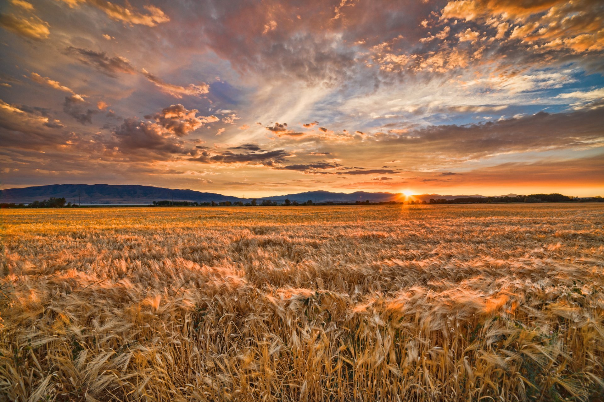 estate campo grano tramonto