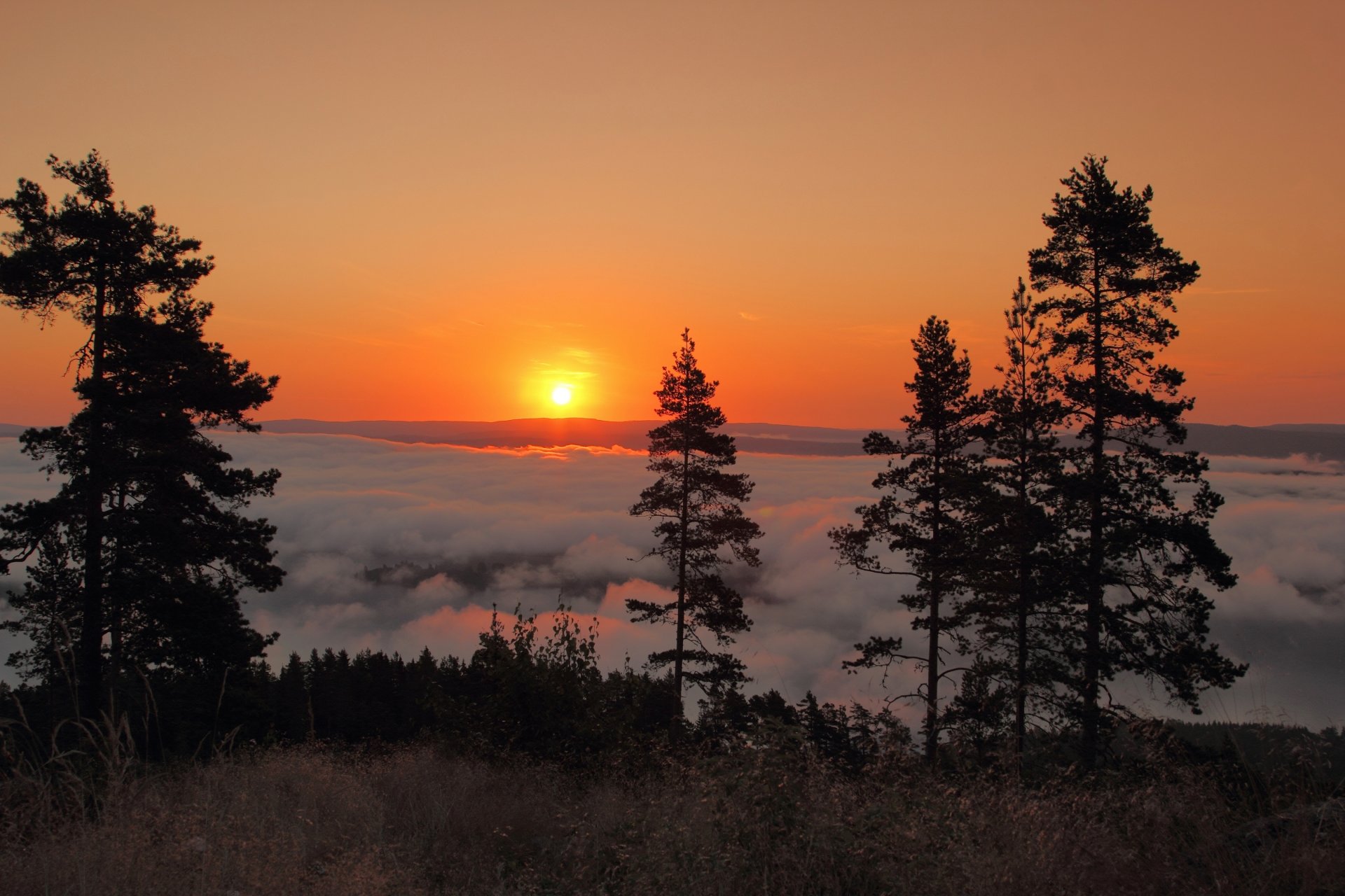 sunne suède aube lever du soleil matin brouillard arbres