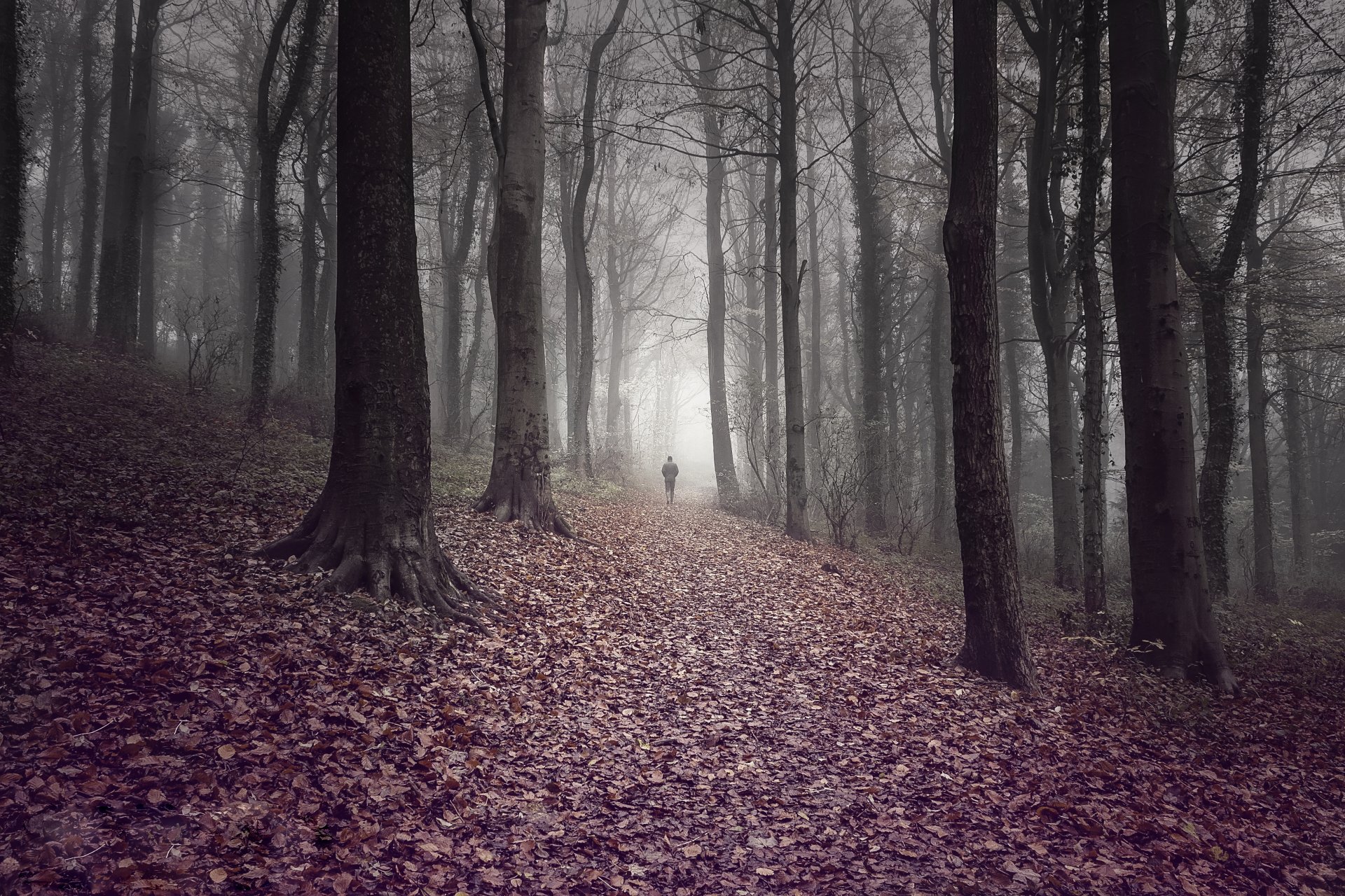 forêt feuilles mode homme automne arbres brouillard route