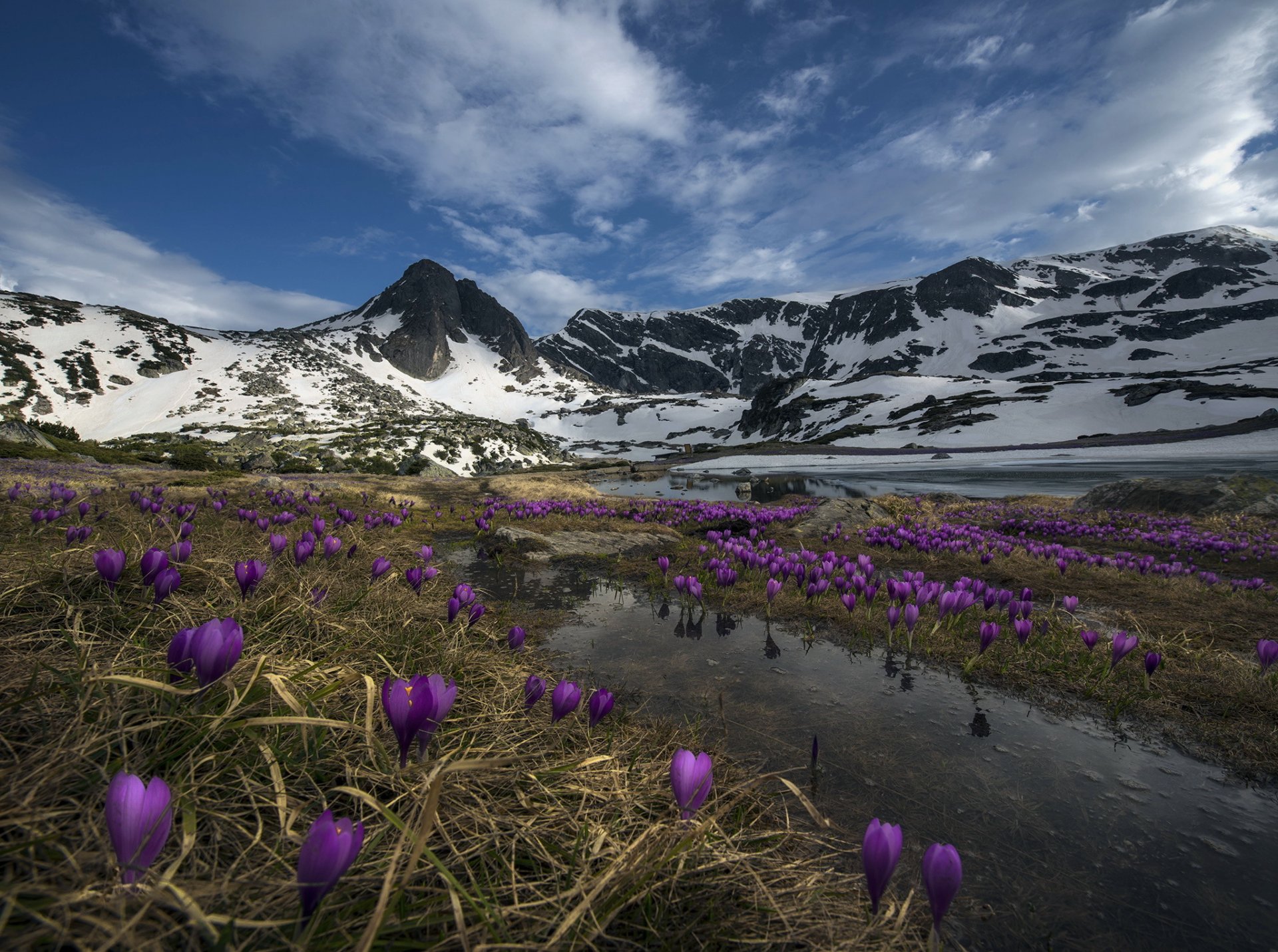 montagne fiori natura