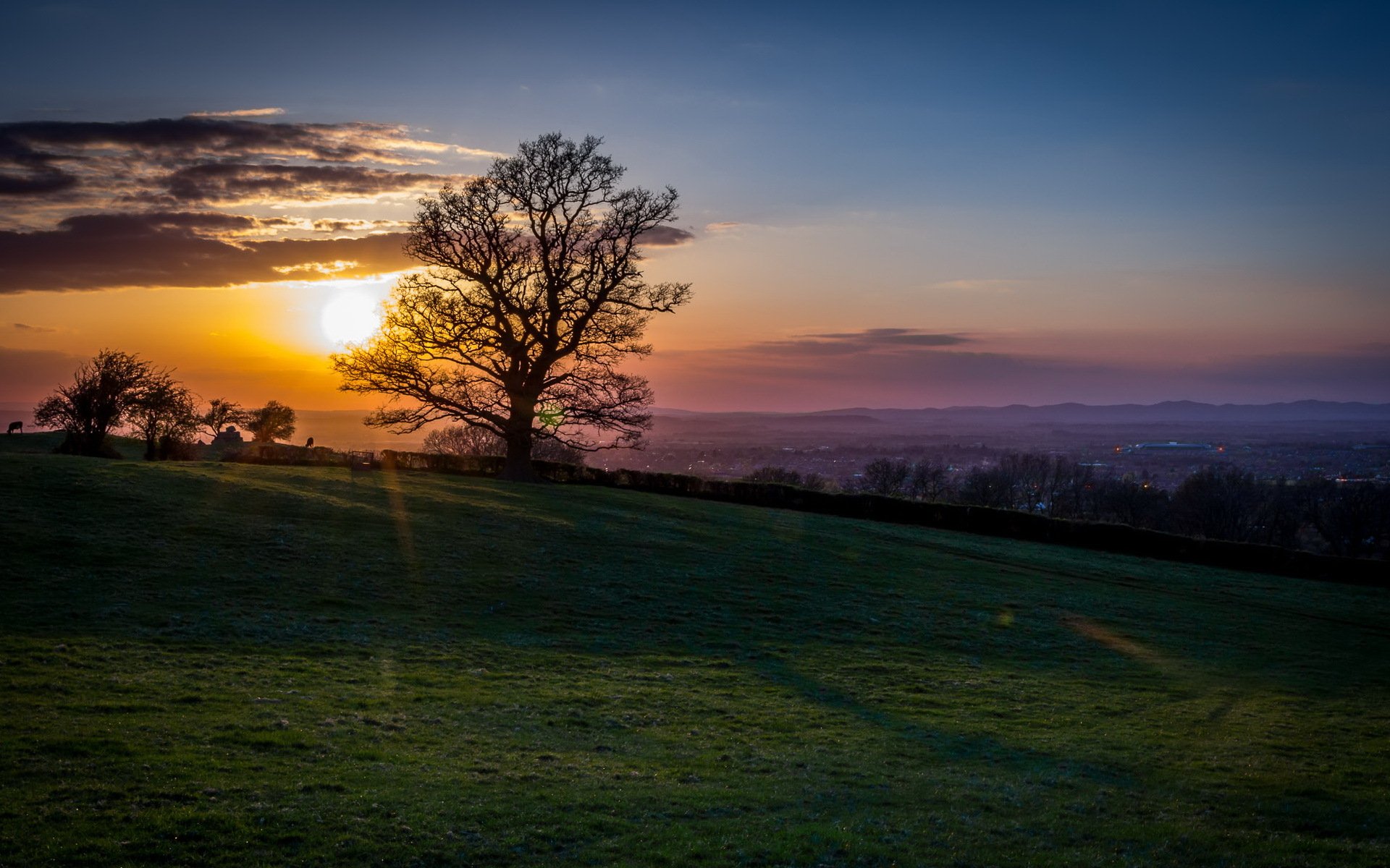 unset tree landscape