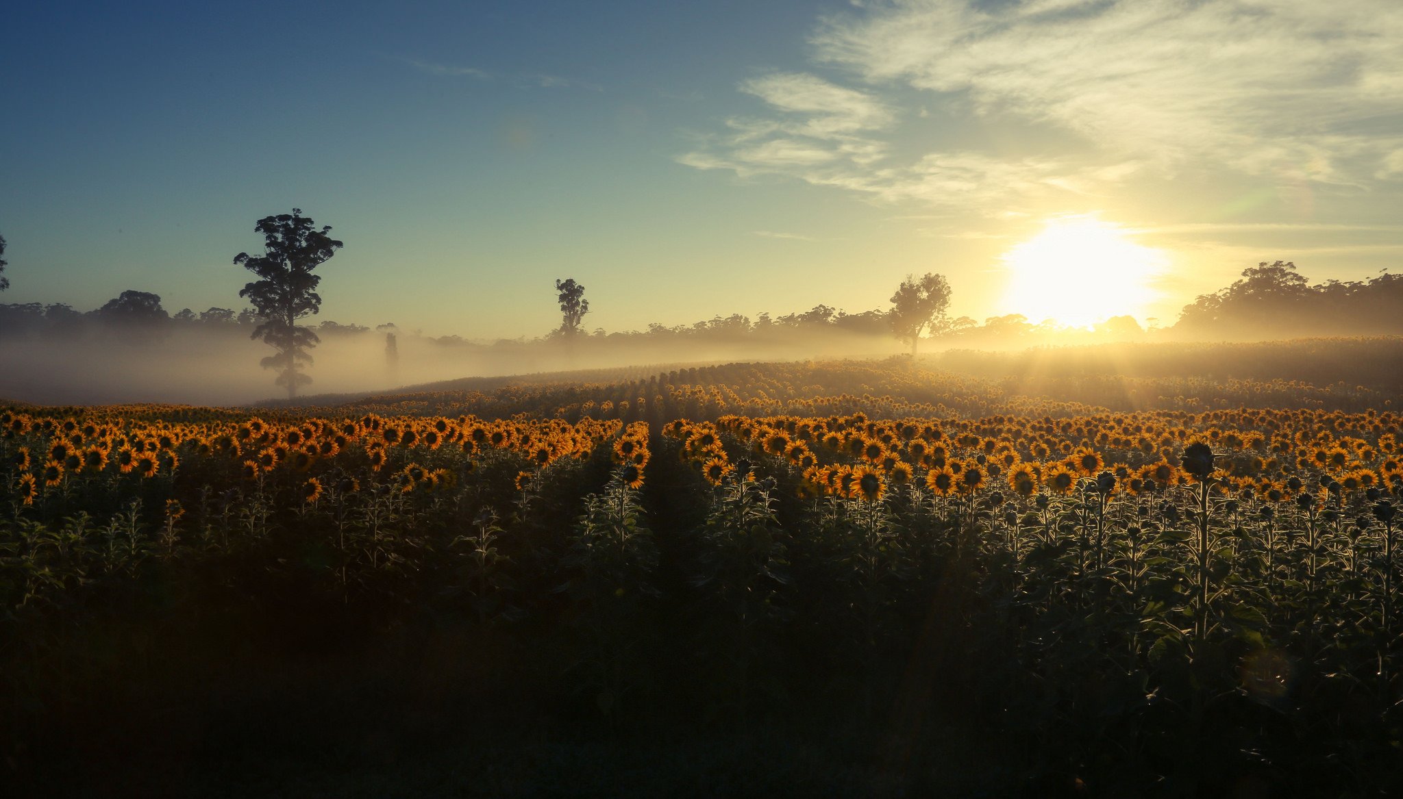 mañana niebla girasoles