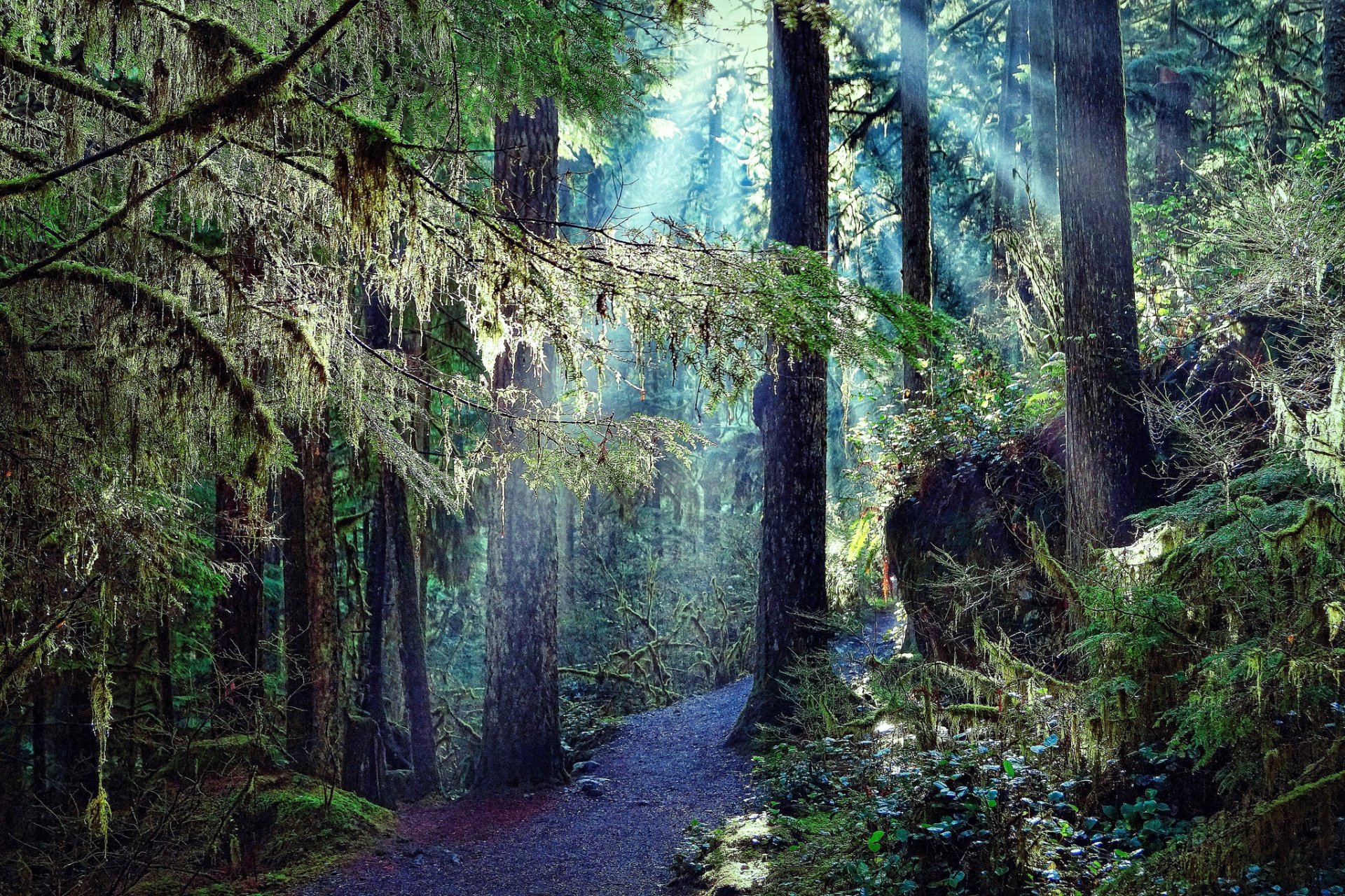 foresta alberi sentiero natura foto