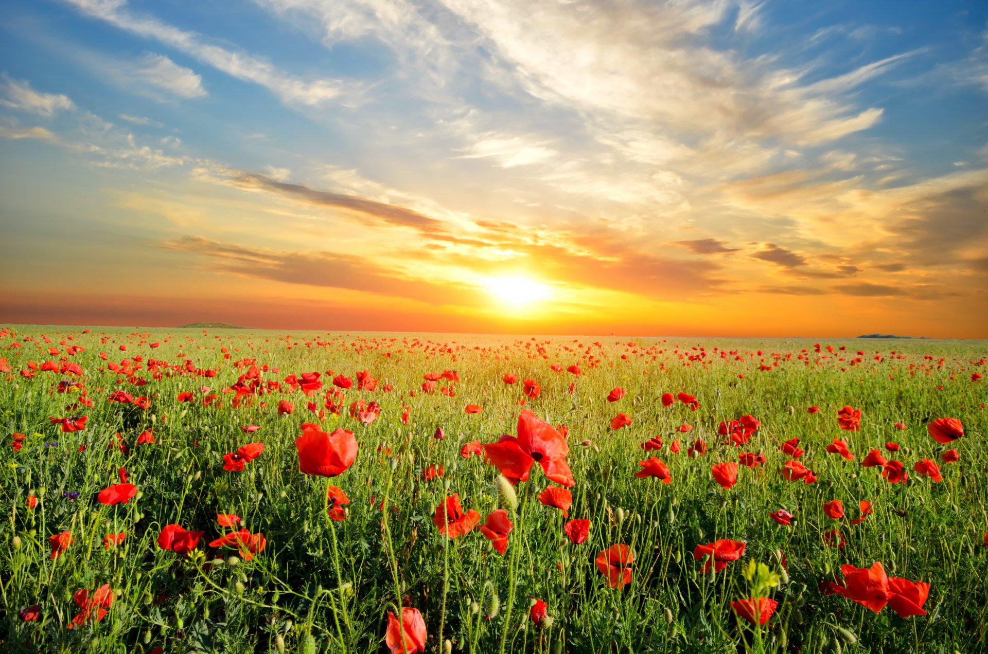 natur sonnenuntergang wiese blumen mohnblumen landschaft