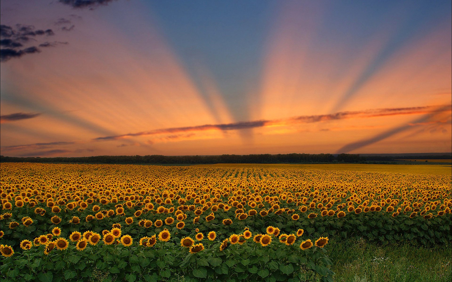 ciel nuages coucher de soleil champ fleurs tournesol