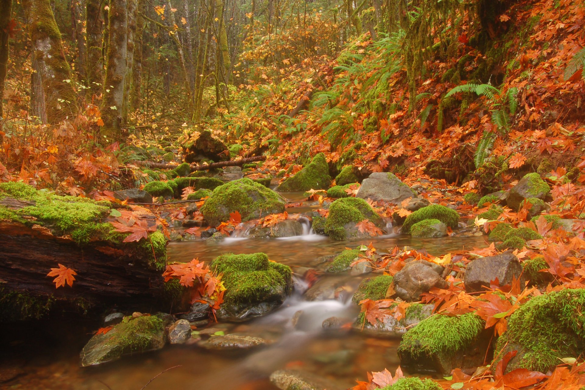 landscape forest river creek autumn tree leaves stones nature