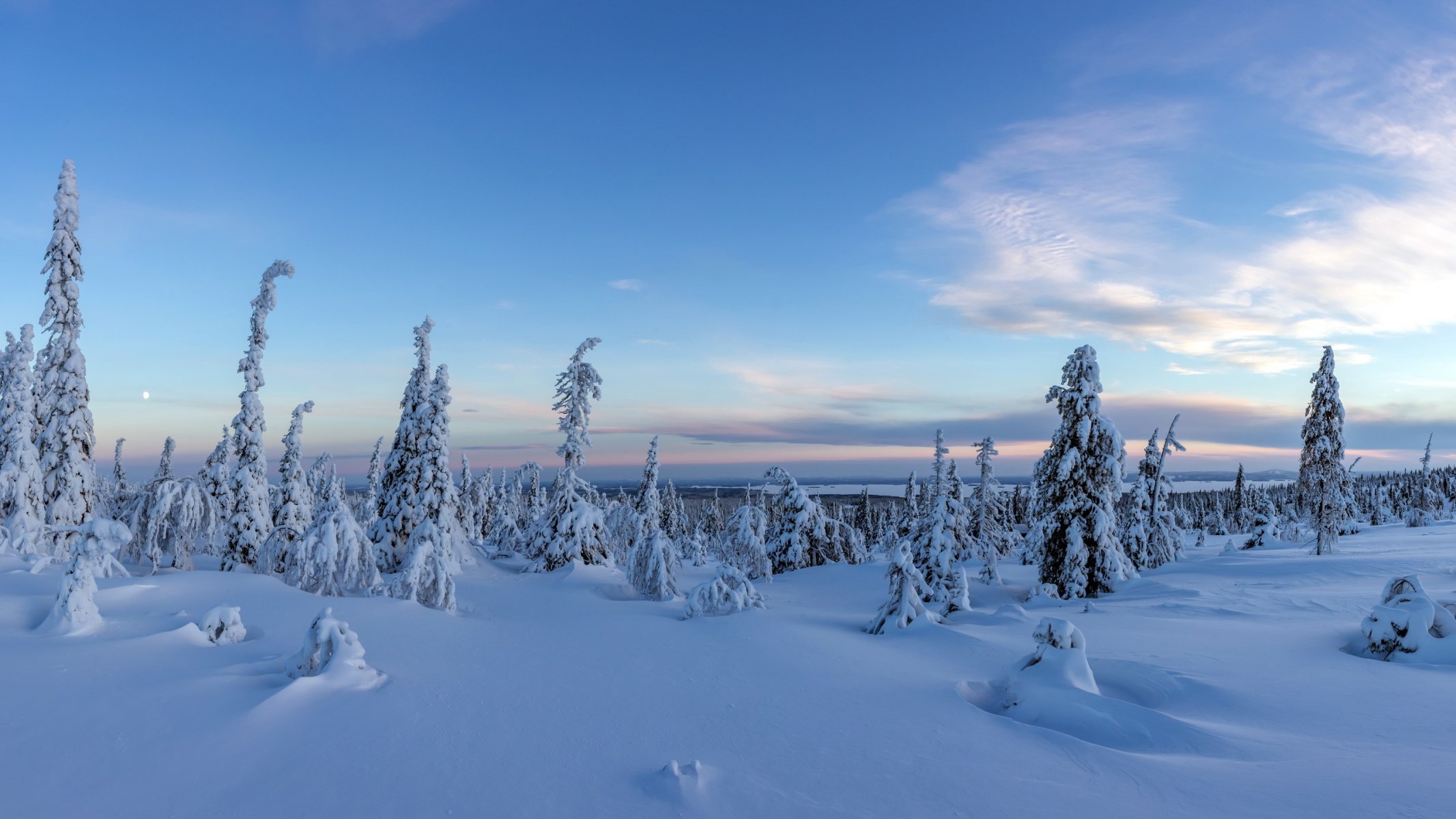 forest snow finland