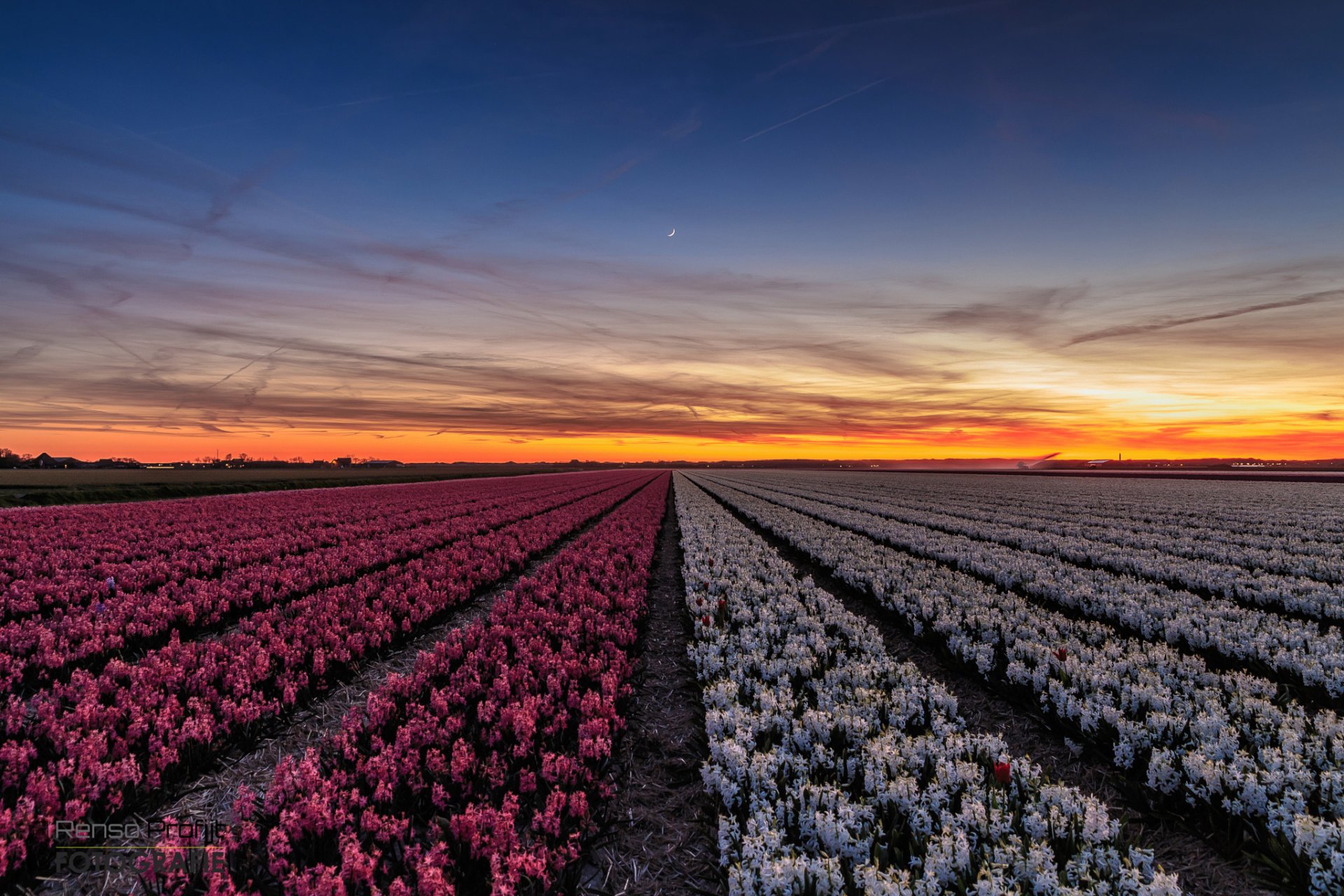 the netherlands province north holland town callantsoog night sunset the field flower