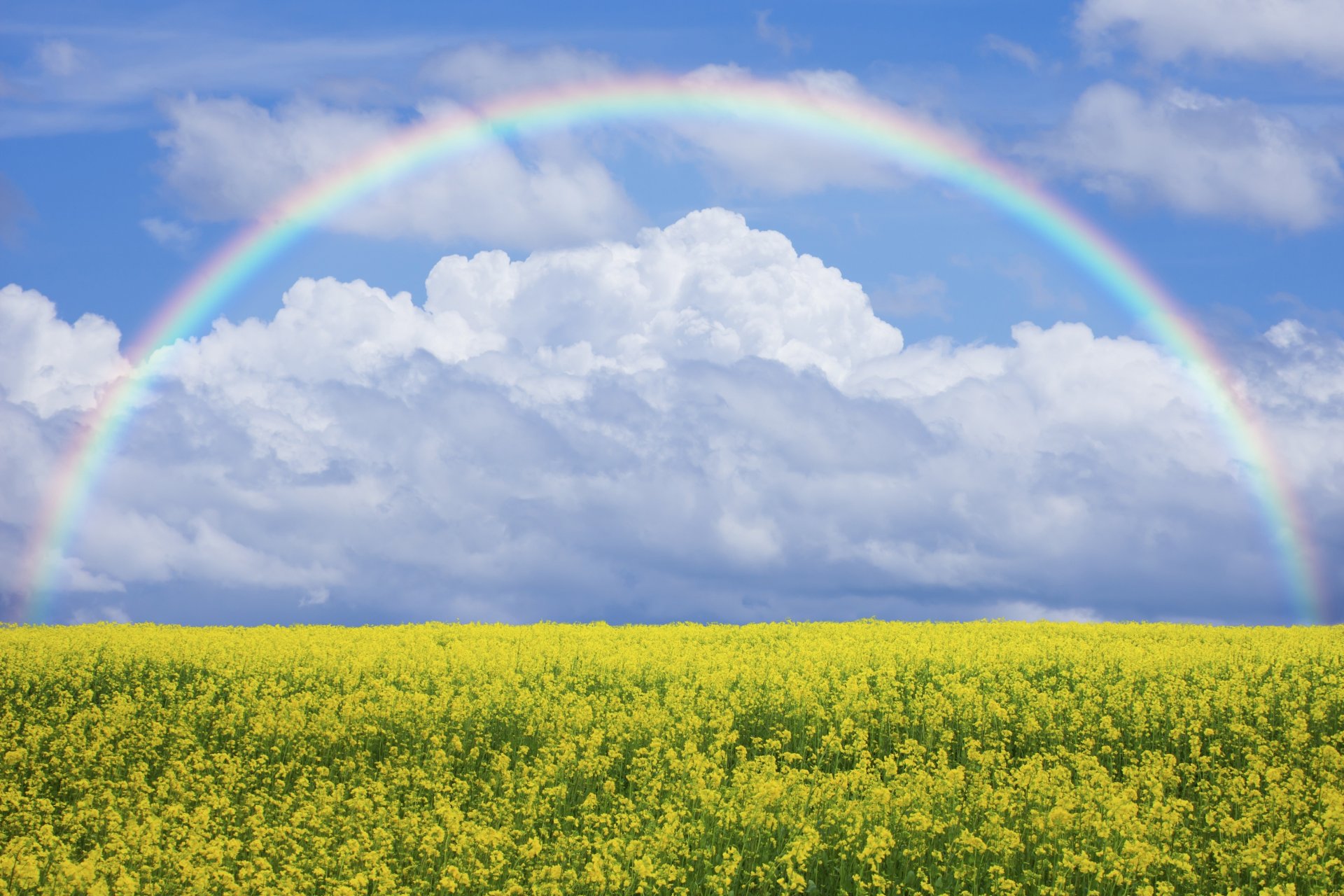 nature champ pré fleurs ciel arc-en-ciel pelouse