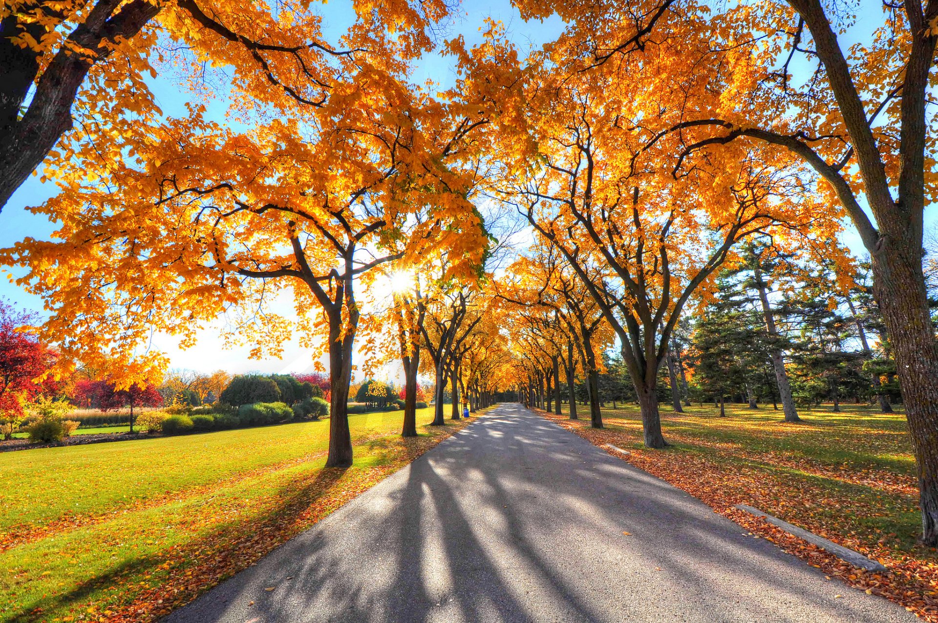 ciel rayons parc ruelle arbres automne herbe feuilles