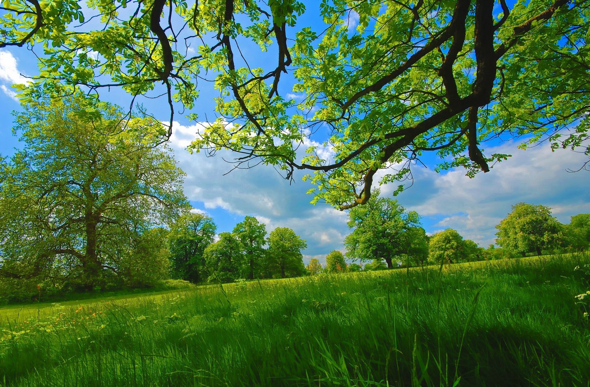 sommer wiese bäume zweige gras