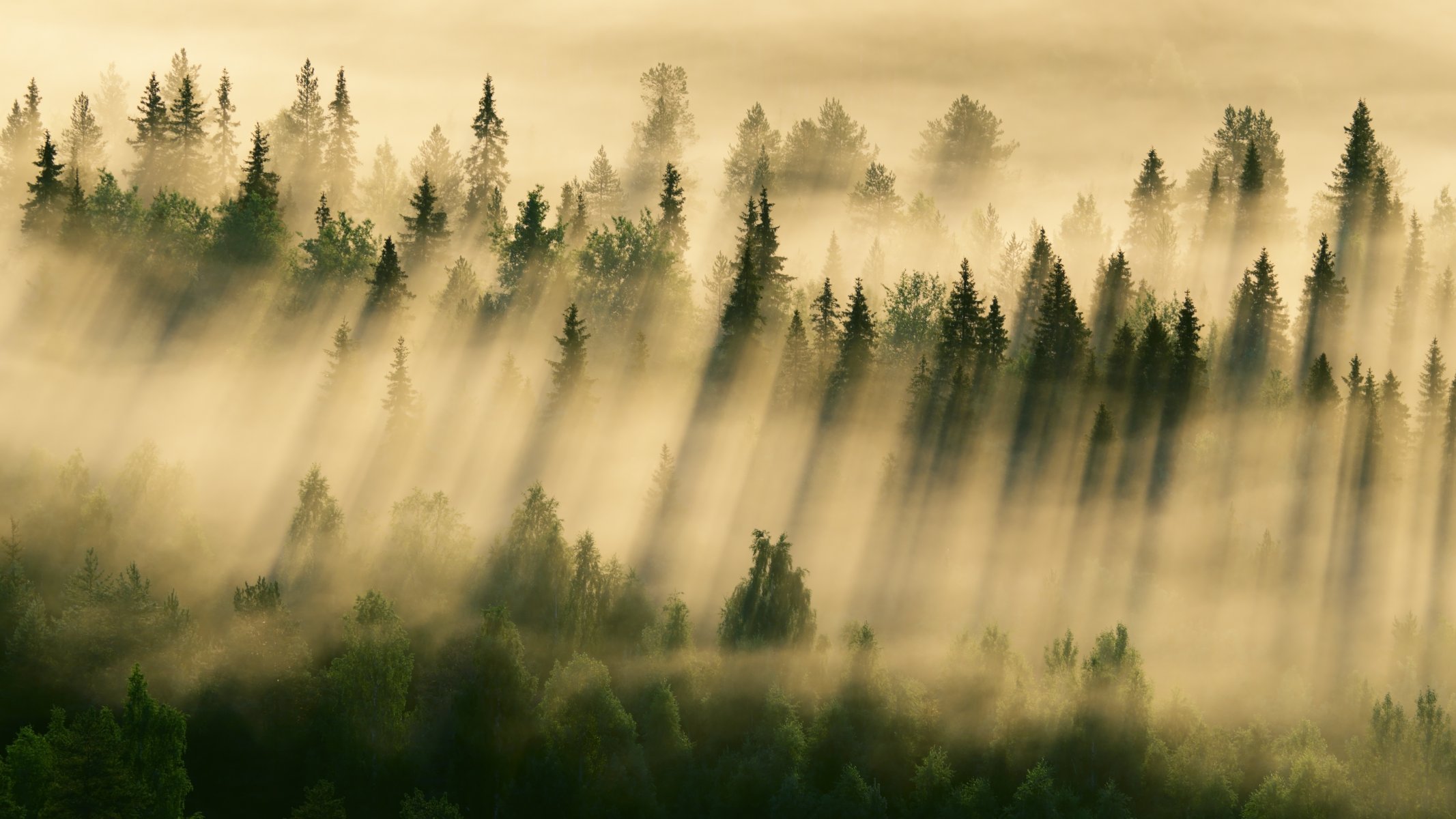 mattina foresta nebbia