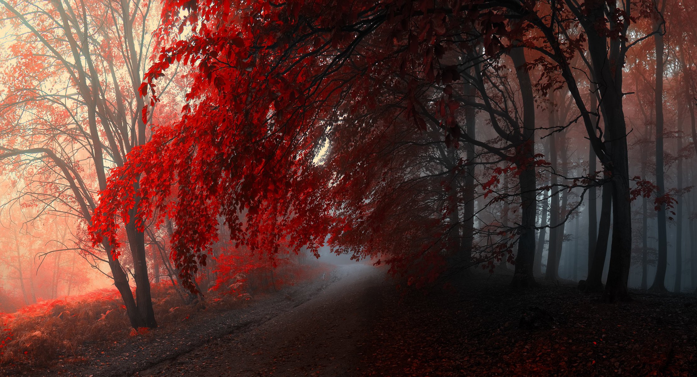 autumn forest fog tree path