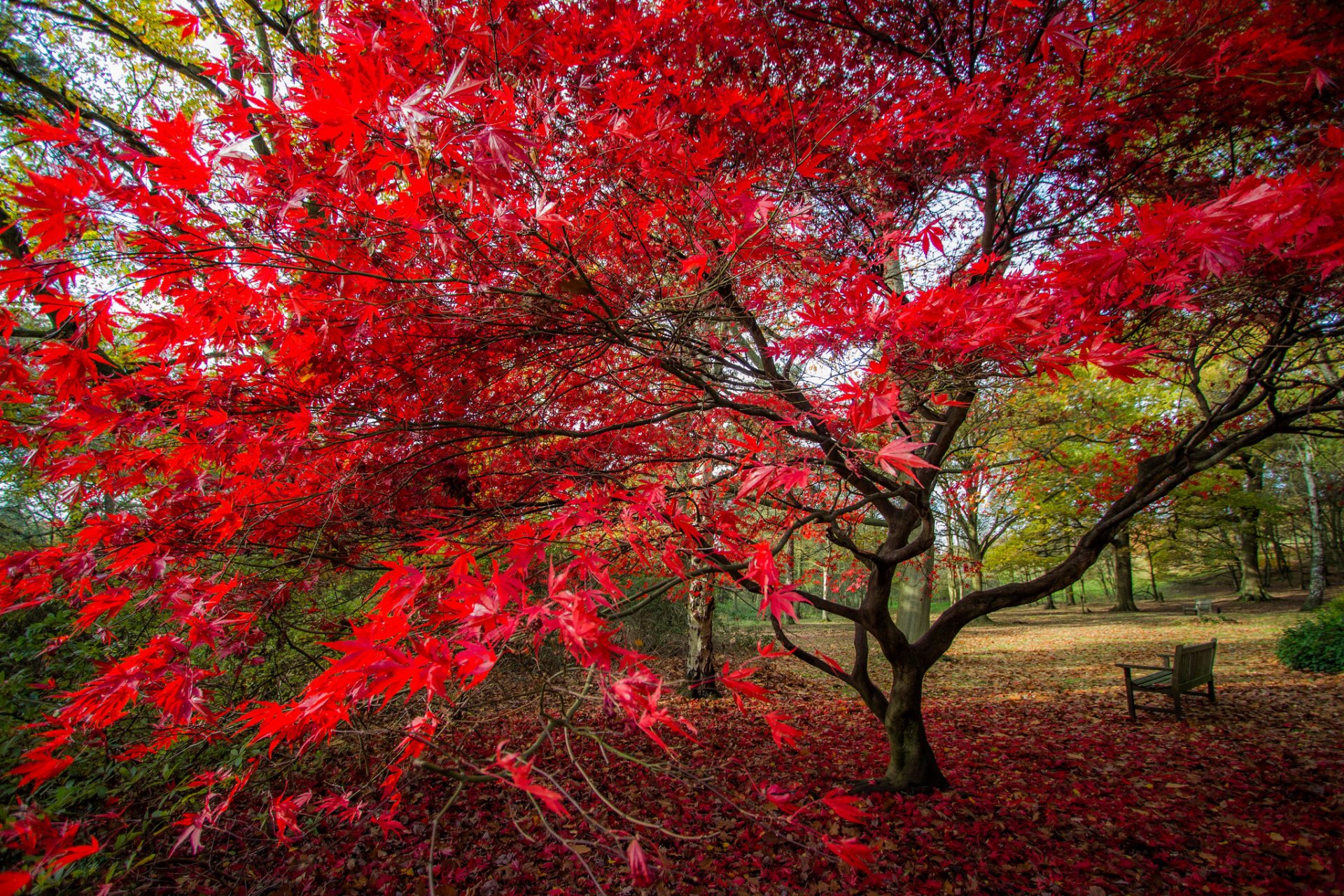 parque banco árbol hojas otoño carmesí