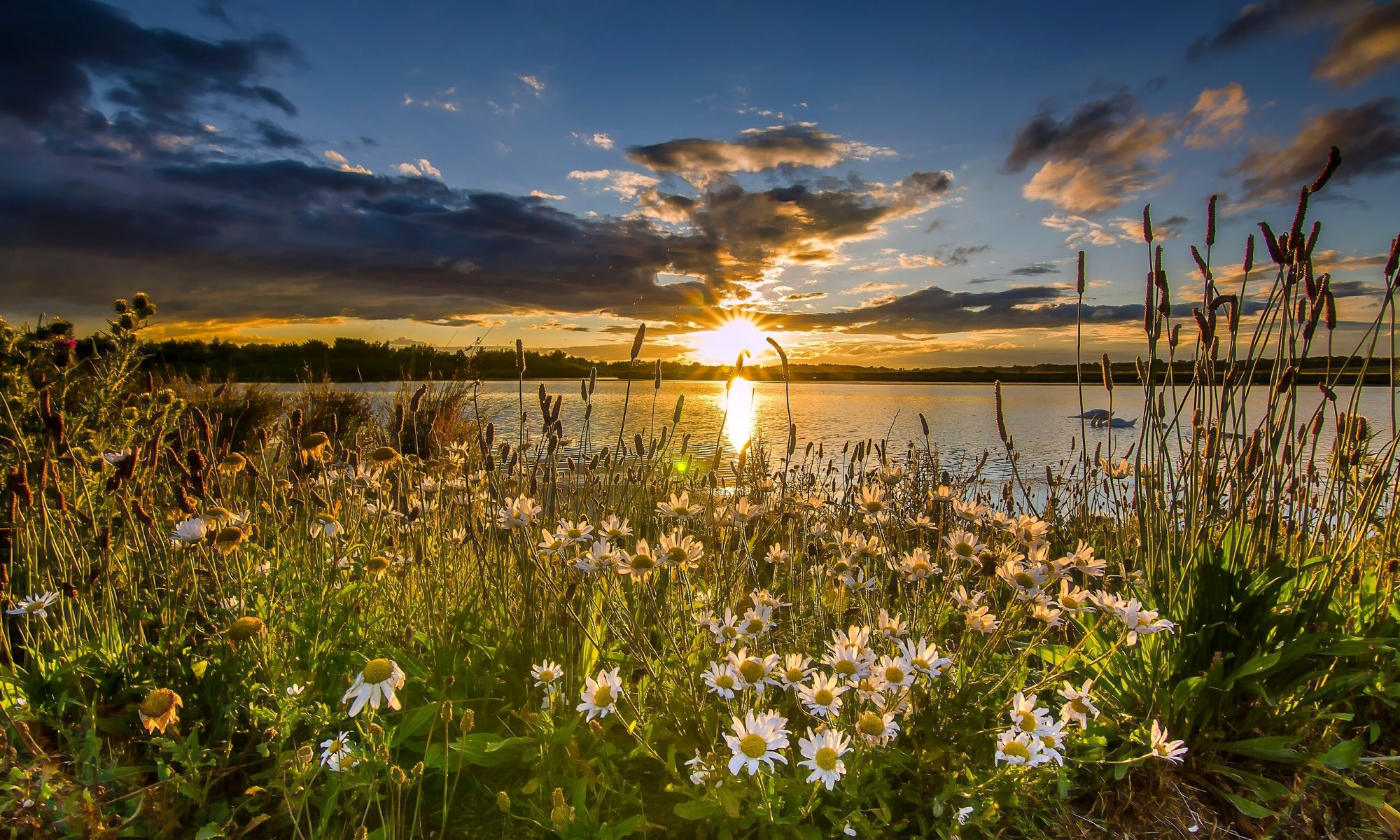 st. aidan rspb west yorkshire england naturschutzgebiet see sonnenuntergang gänseblümchen blumen