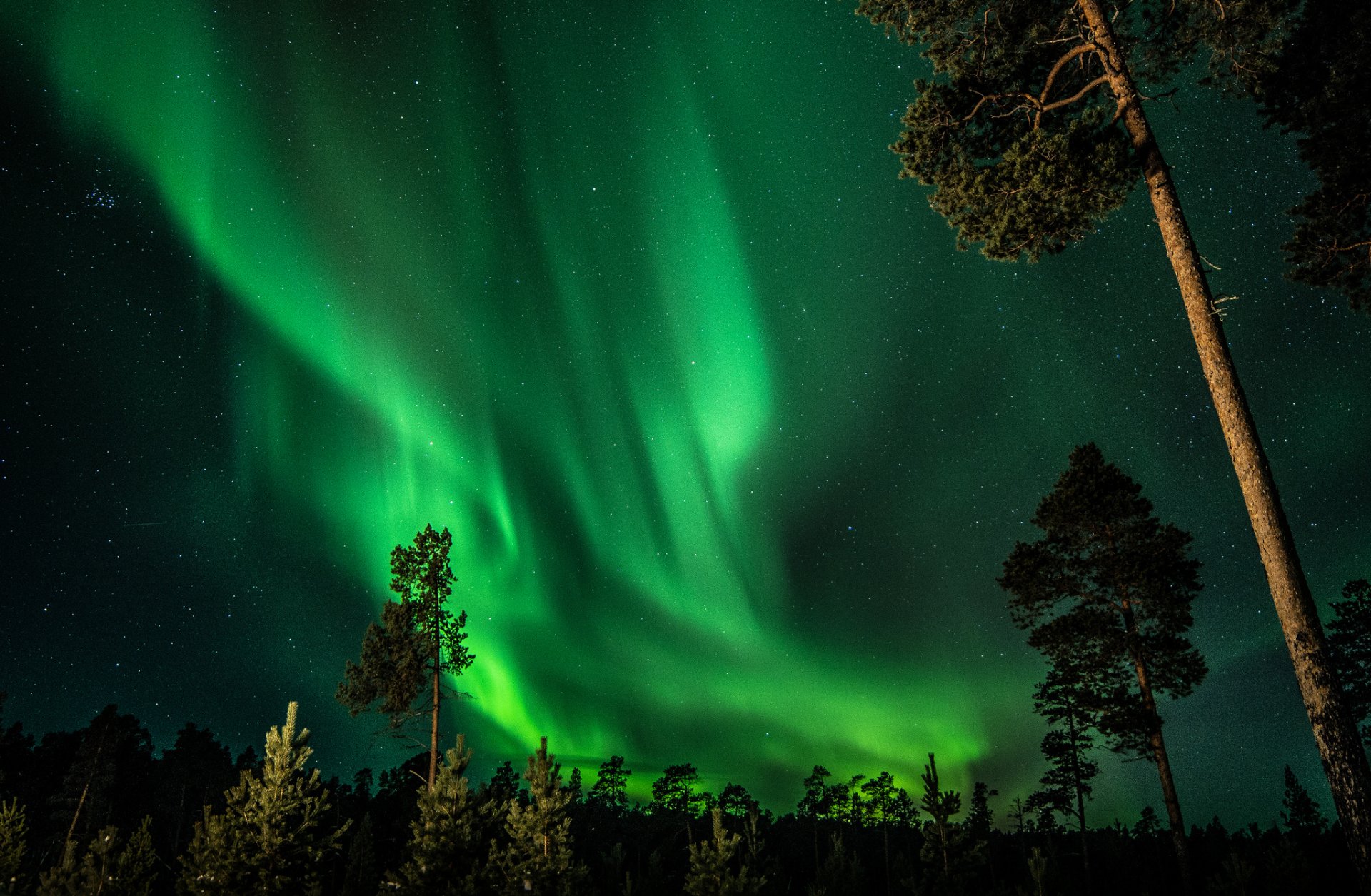 finlandia notte cielo stelle aurora boreale foresta alberi